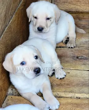 1-3 months Male Purebred Labrador Retriever
