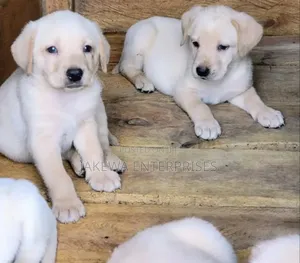 1-3 months Male Purebred Labrador Retriever