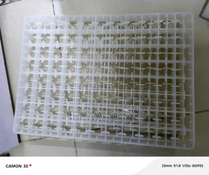 Incubator Eggs Setters Tray