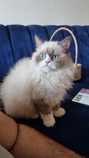 3-6 months Male Purebred Ragdoll