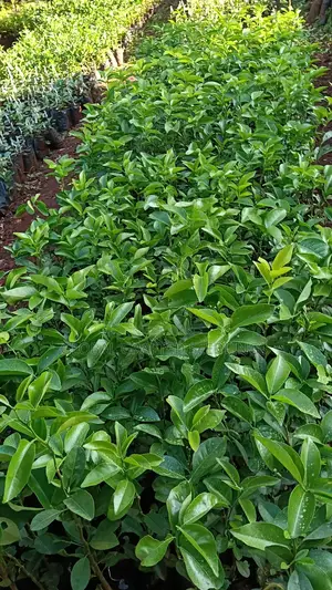 Orange Seedlings