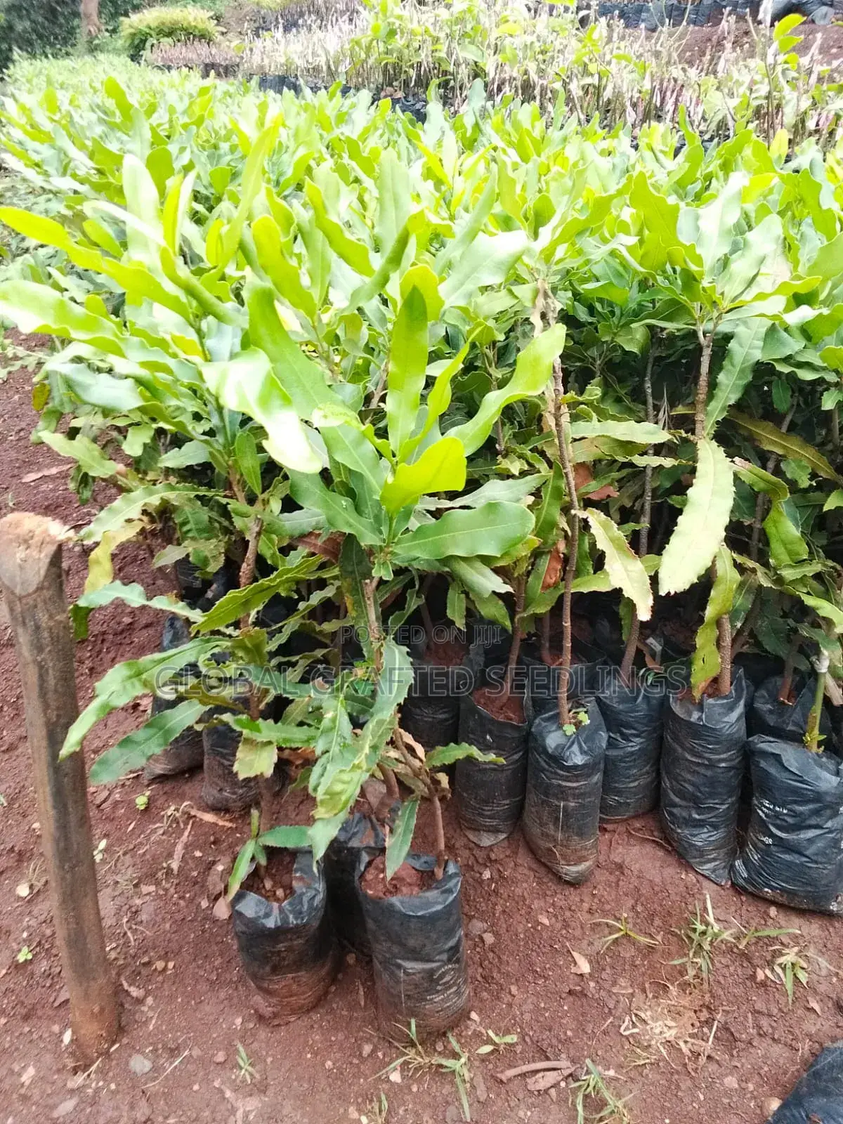 Macadamia Seedlings