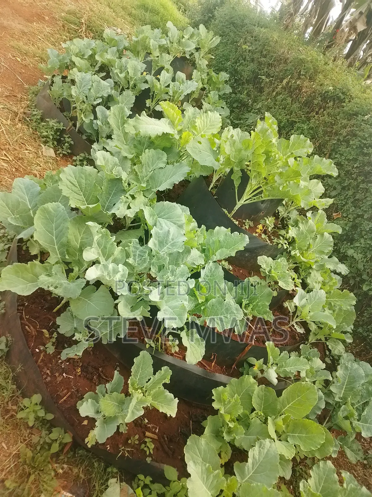 Storey Kitchen Garden