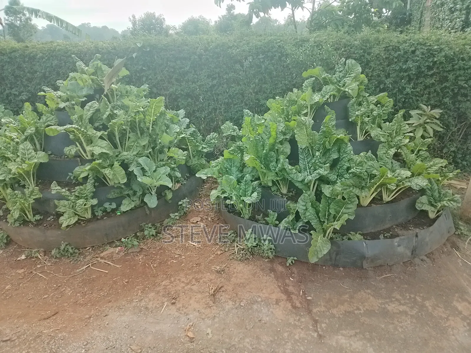 Storey Kitchen Garden