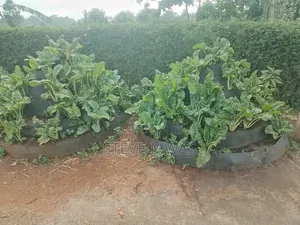 Storey Kitchen Garden