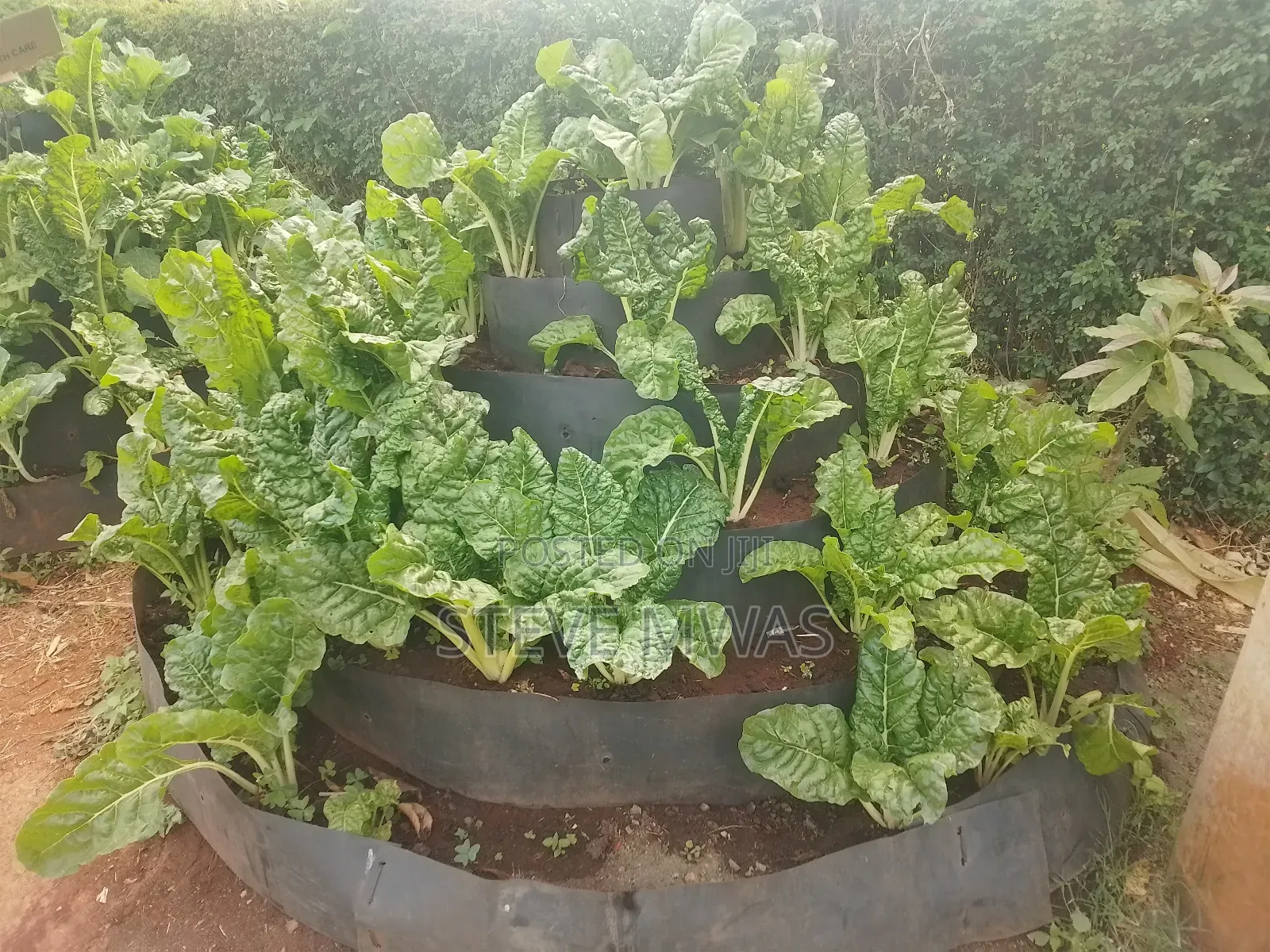 Storey Kitchen Garden