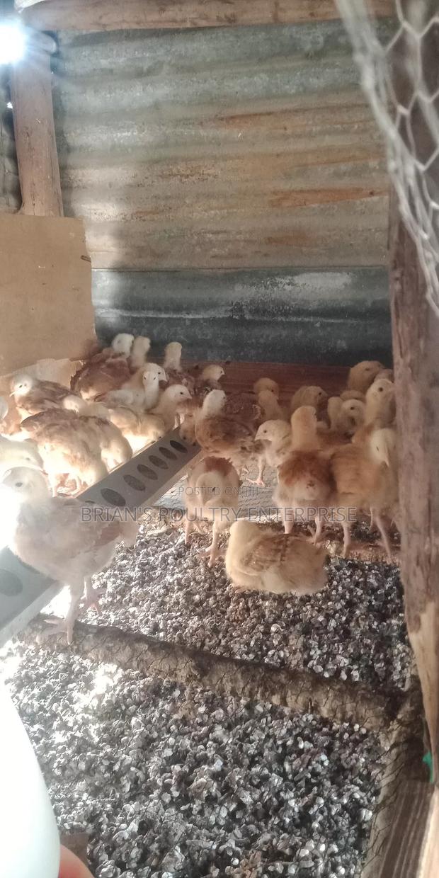 3weeks Old Chicks - main view