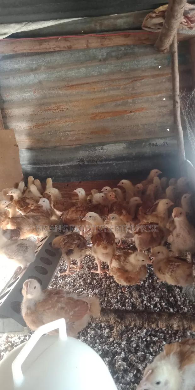 3weeks Old Chicks - thumbnail 2