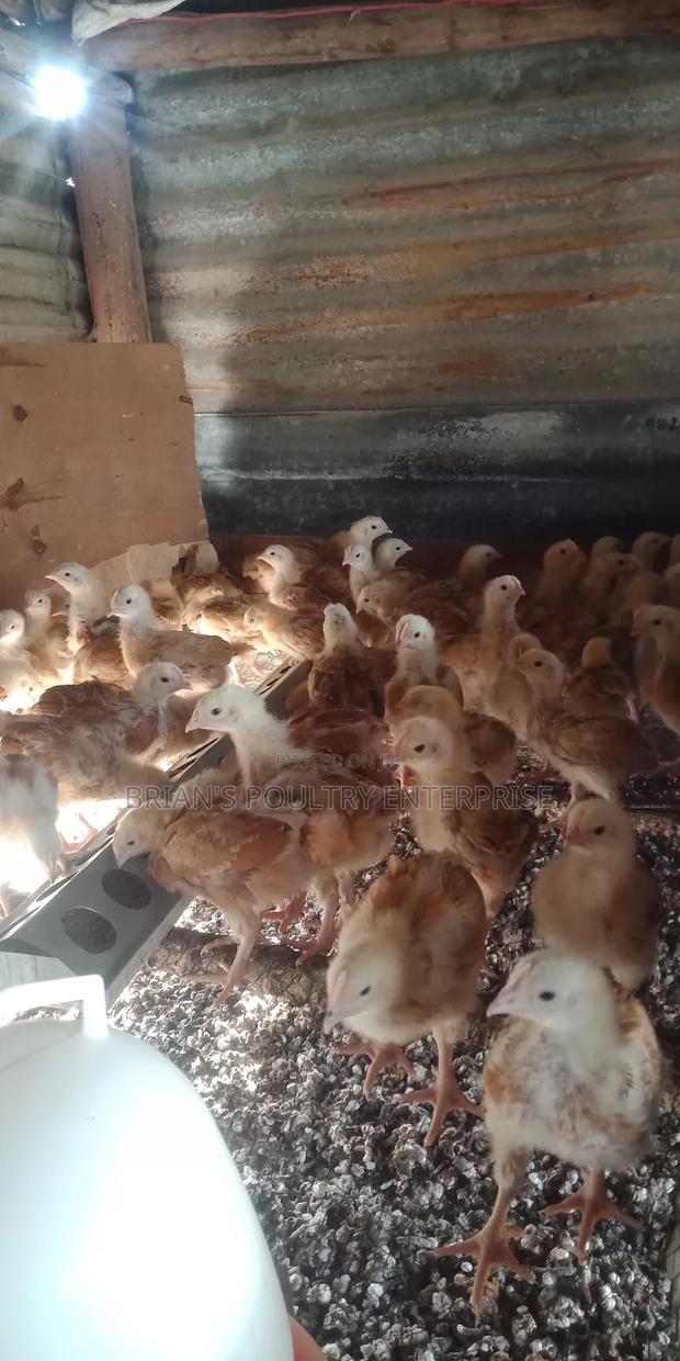3weeks Old Chicks - thumbnail 3