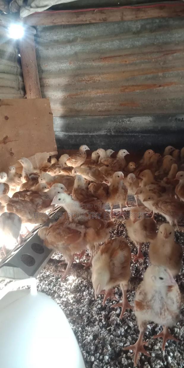 3weeks Old Chicks - thumbnail 4