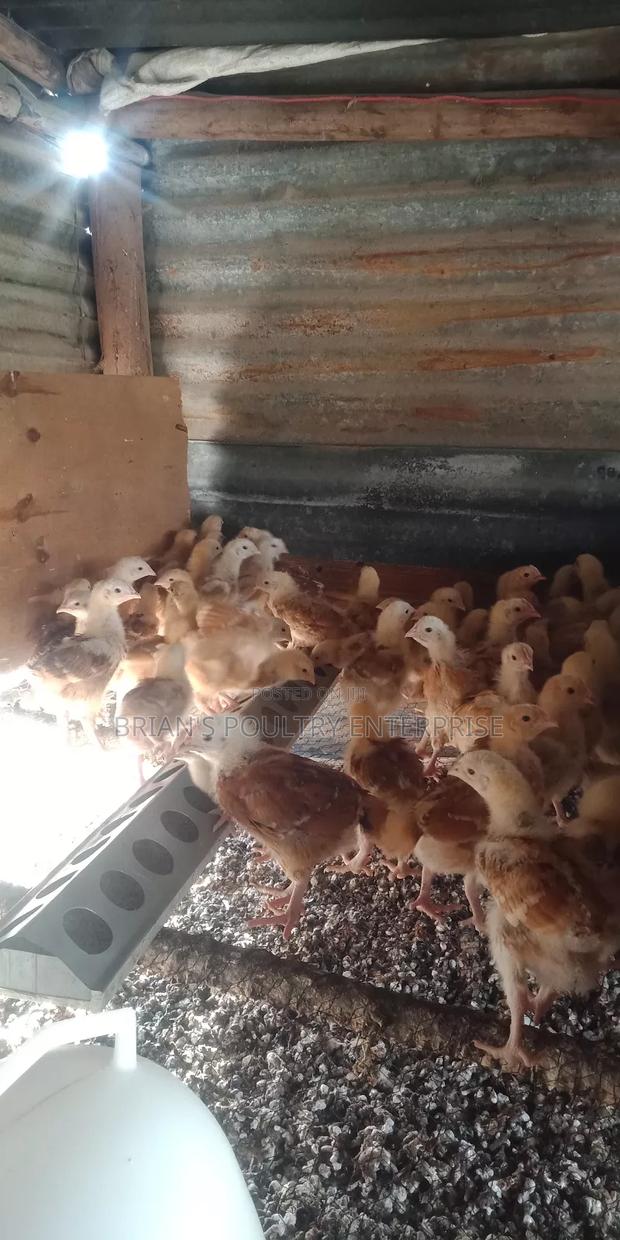 3weeks Old Chicks - thumbnail 5