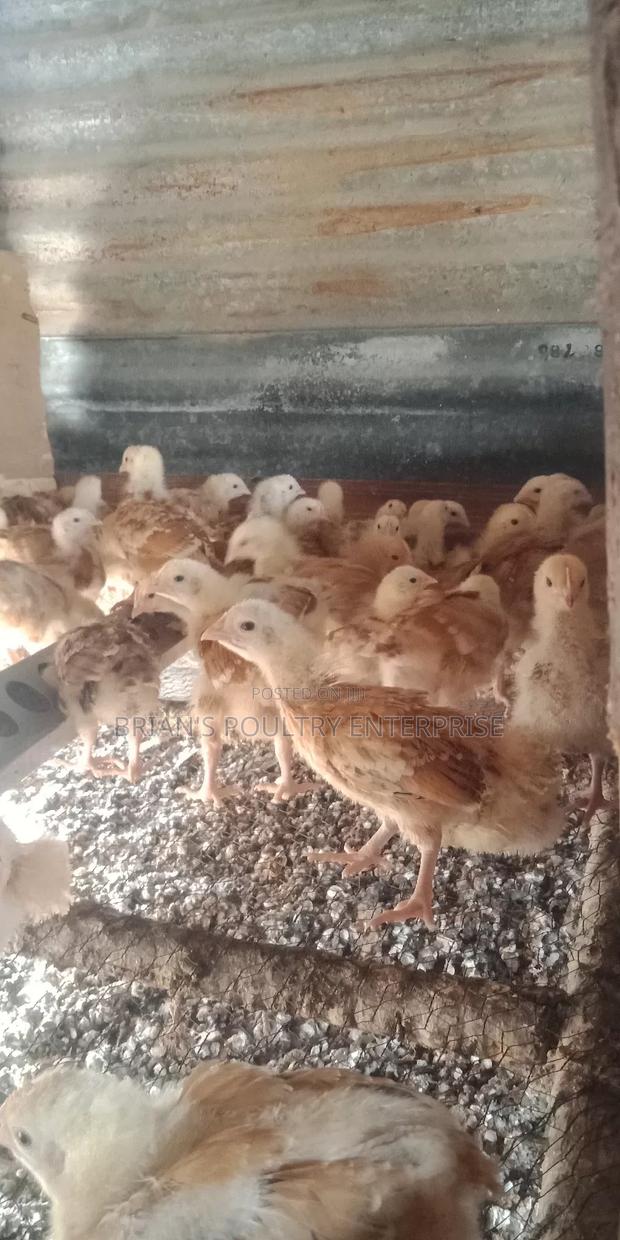 3weeks Old Chicks - thumbnail 6