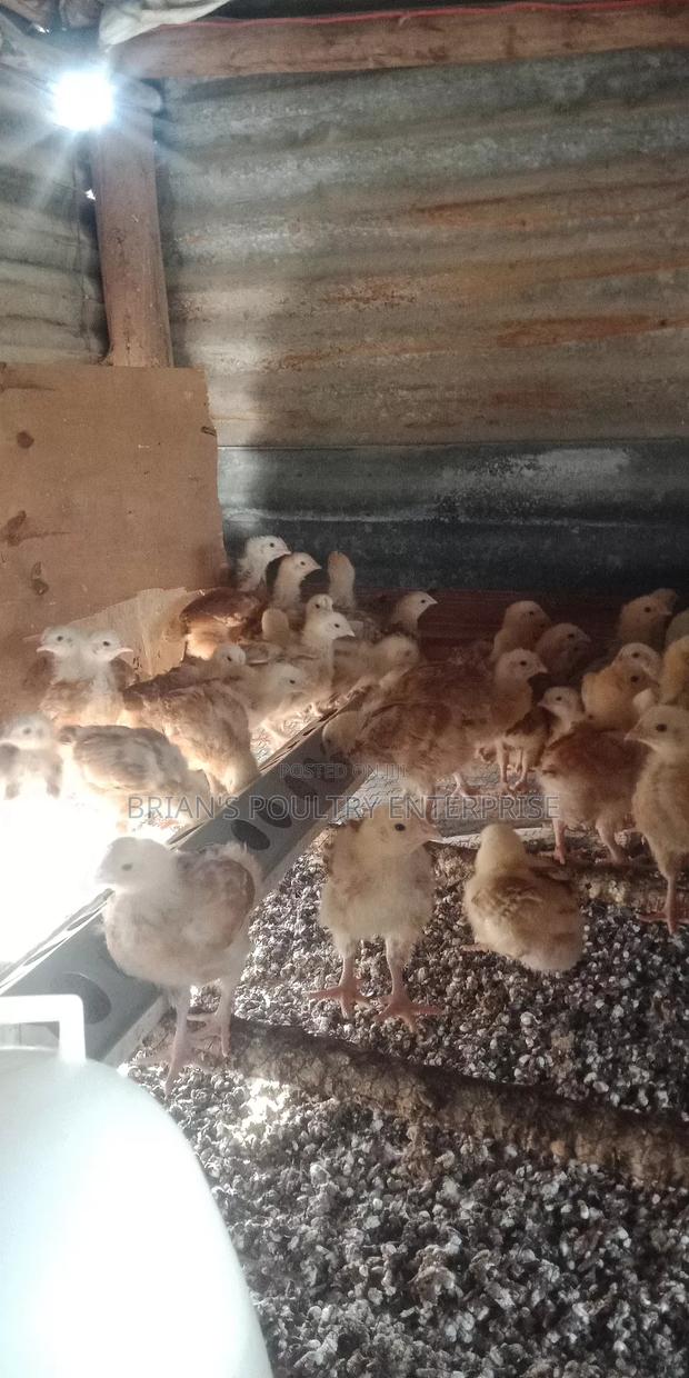 3weeks Old Chicks - thumbnail 7