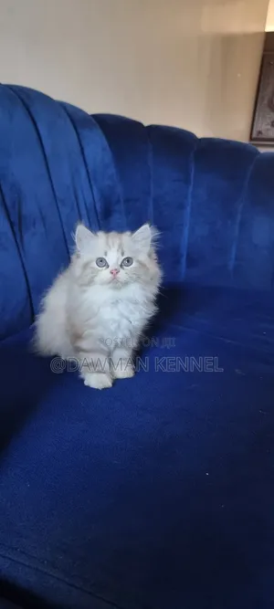 1-3 months Female Purebred Ragdoll