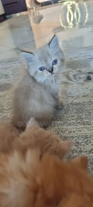 1-3 months Male Purebred Persian