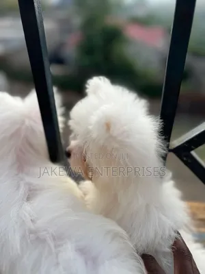 1-3 months Male Purebred Maltese