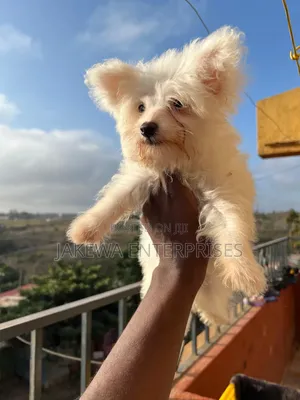 1-3 months Female Purebred Maltese
