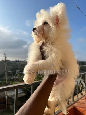 1-3 months Male Purebred Maltese