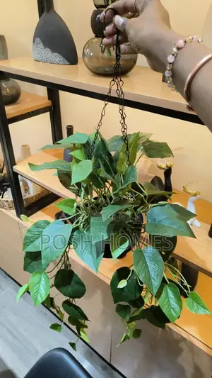 Decorative Hanging Plants
