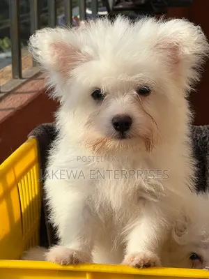 1-3 months Male Purebred Maltese