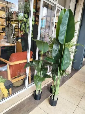 Large Arterial Banana Plants