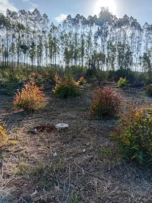 26 Quarter Acre Plots at Ongata Rongai, Tuala - A Goldmine