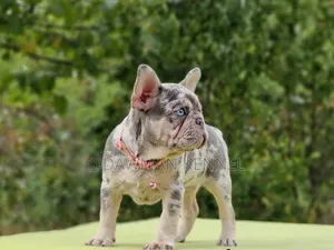 1-3 months Male Purebred French Bulldog