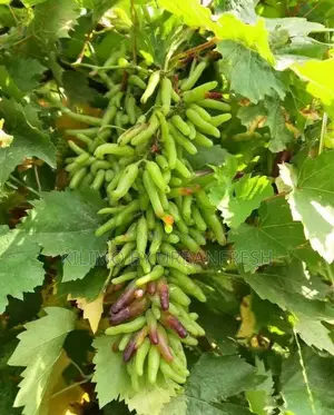 Moon Drop Grapes Seedlings.