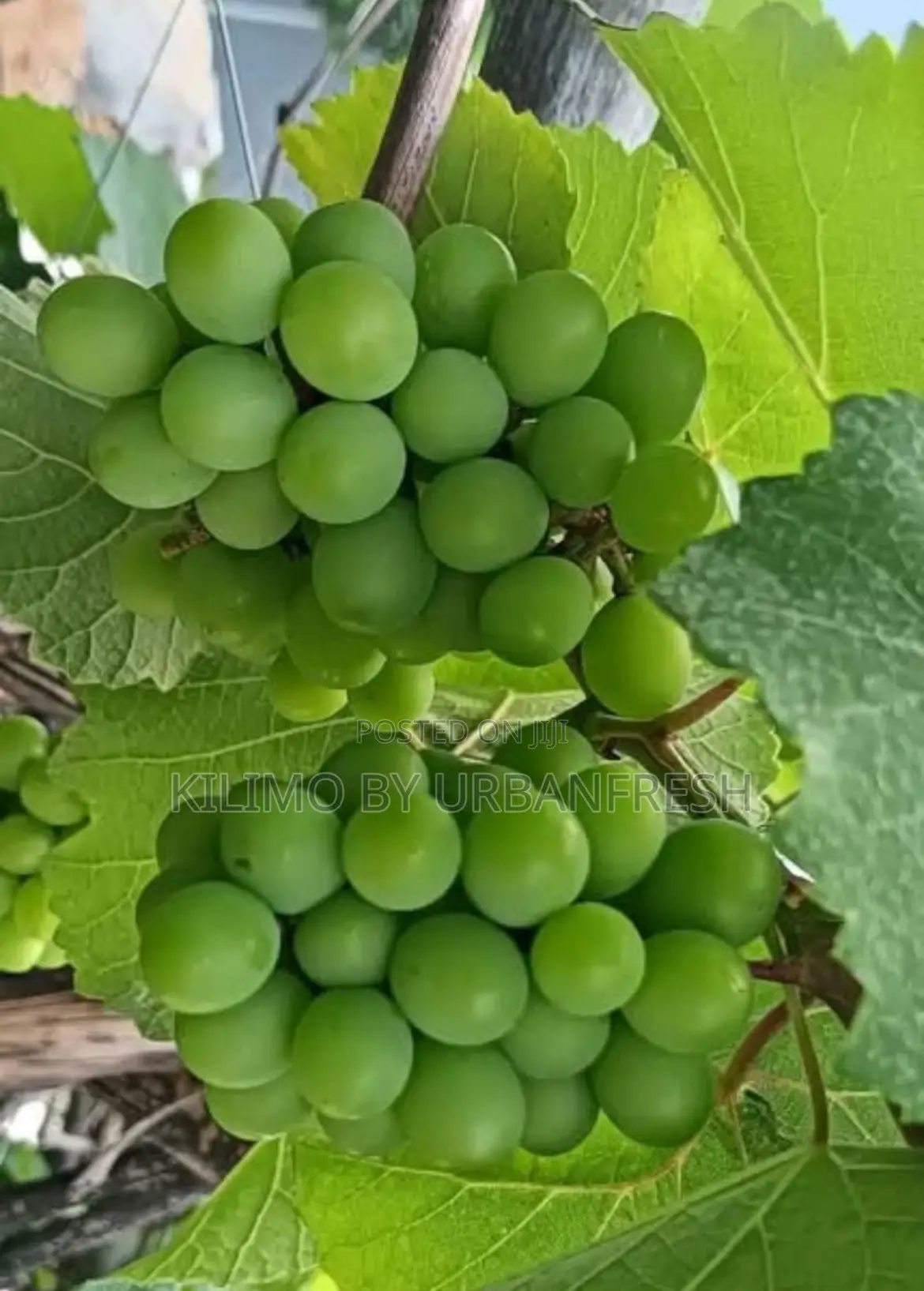 Cotton Candy Grapes Seedlings