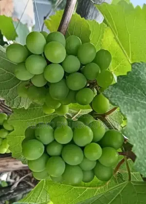 Cotton Candy Grapes Seedlings