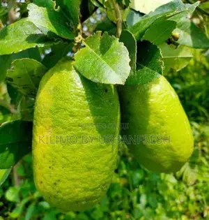 Citron Lemon Seedling