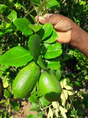 Citron Lemon Seedling