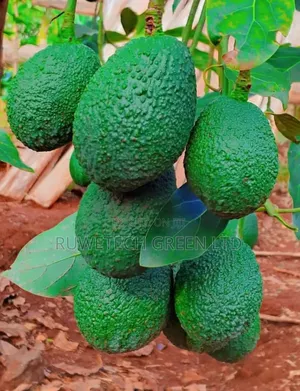 Quality Hass Avocados Seedlings