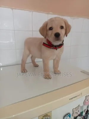 1-3 months Female Purebred Labrador Retriever