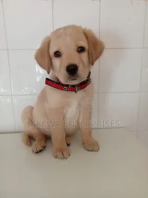 1-3 months Male Purebred Labrador Retriever