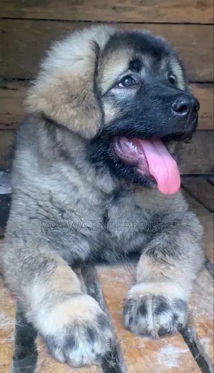 1-3 months Male Purebred Caucasian Shepherd