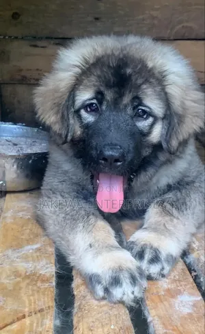 1-3 months Female Purebred Caucasian Shepherd