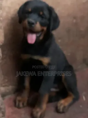 1-3 months Male Purebred Rottweiler