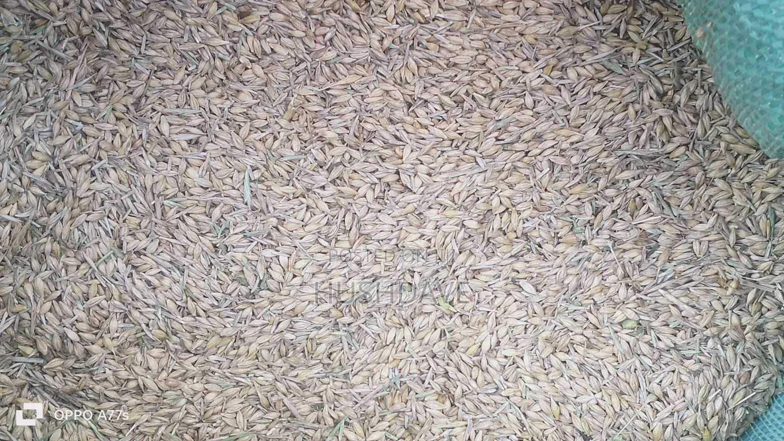 Oats Seed/Grain