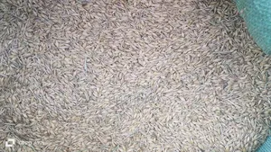 Oats Seed/Grain