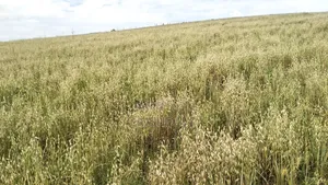 Oats Seed/Grain