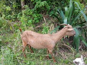 Dairy Goats