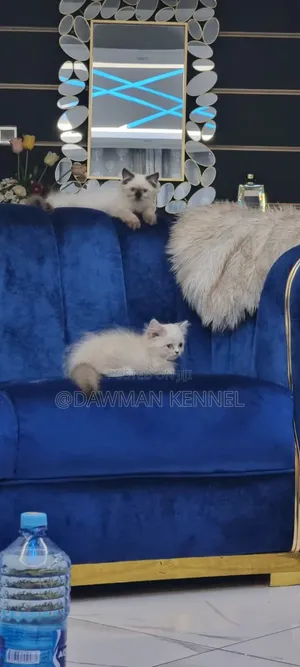 1-3 months Male Purebred Ragdoll