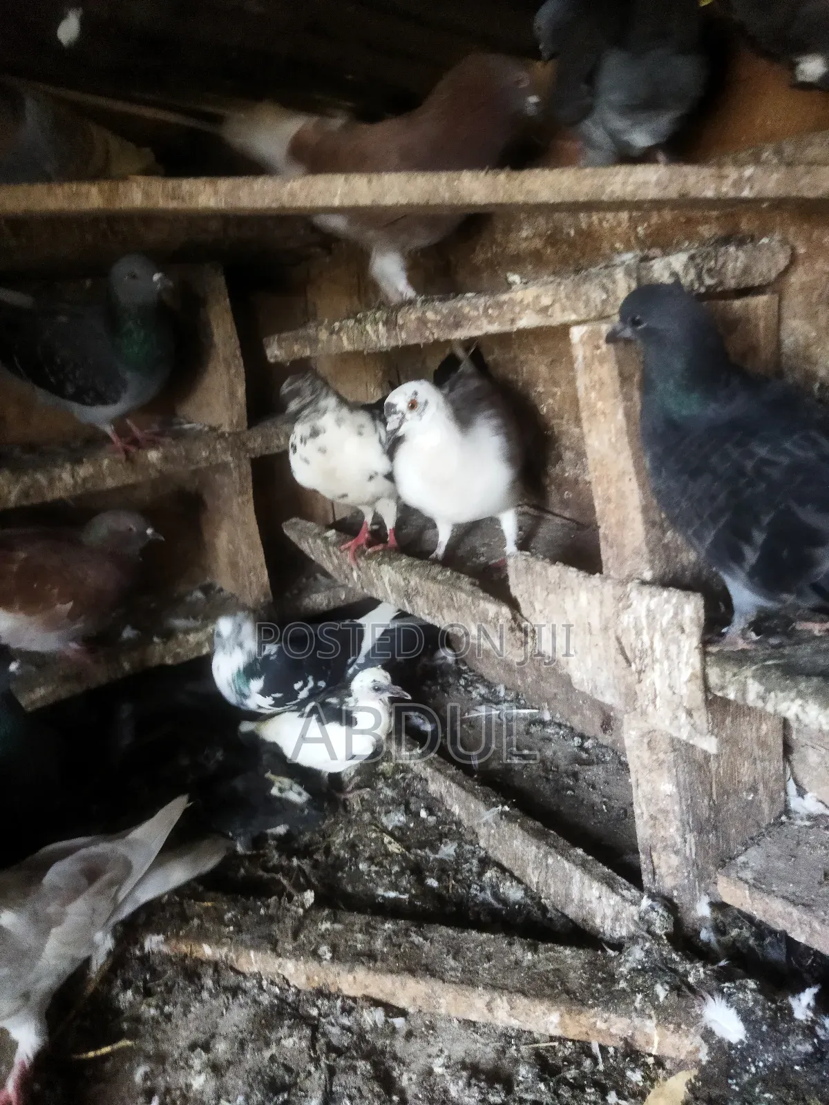 Selling Doves