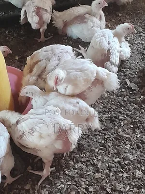 Broilers Chicken