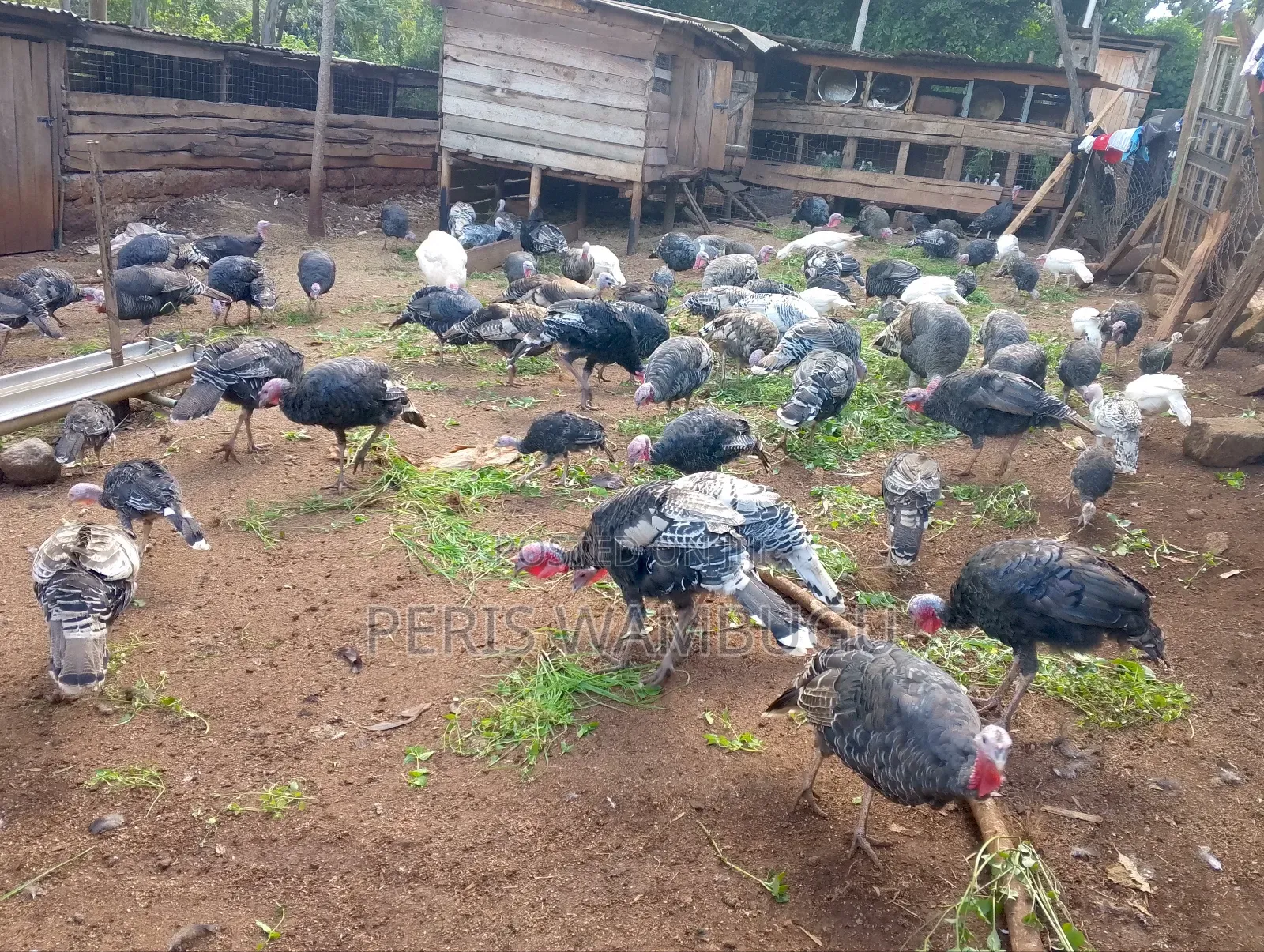 Turkey Birds