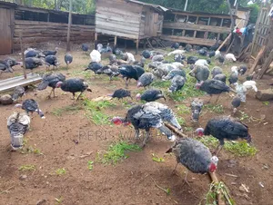 Turkey Birds