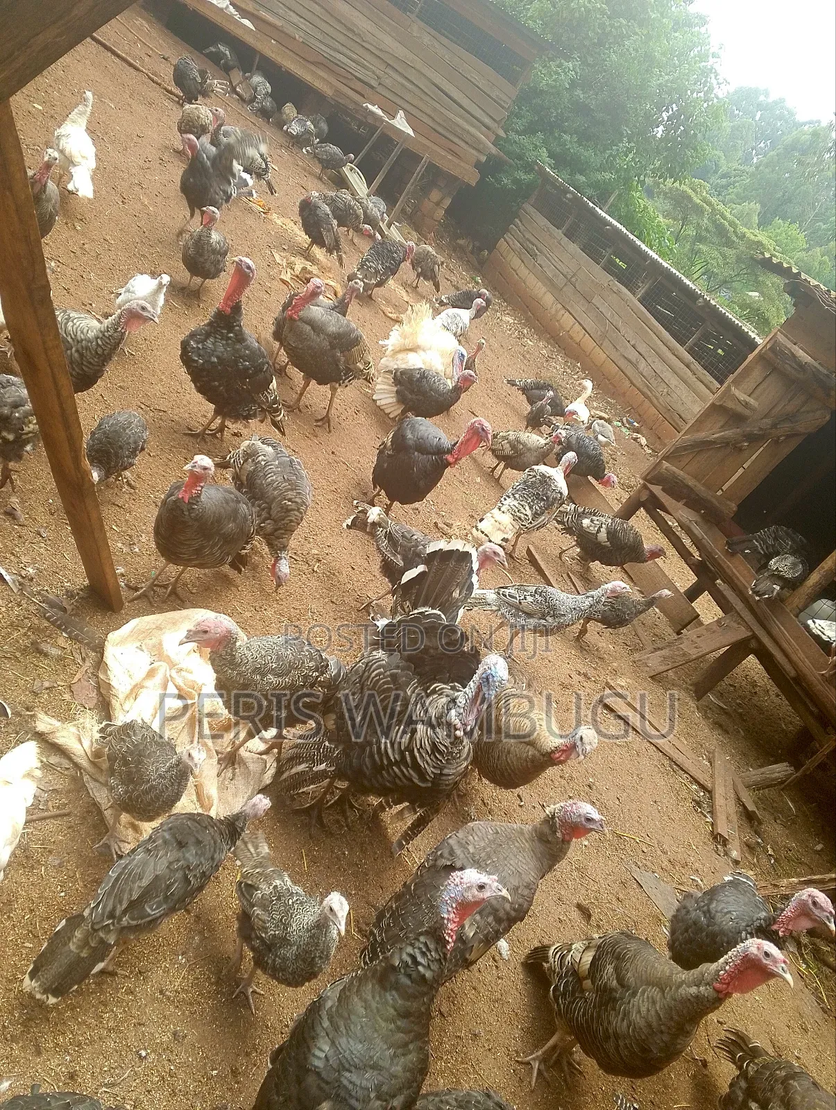 Turkey Birds
