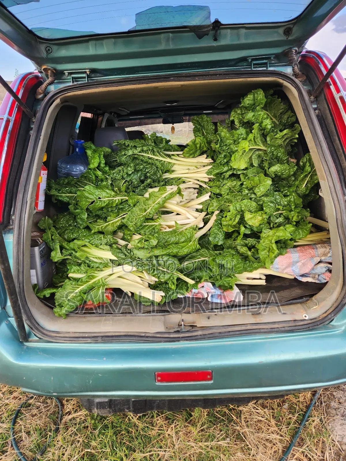 Vegetable for Sell