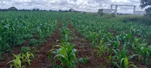 Plots for Sale at Gatanga Road